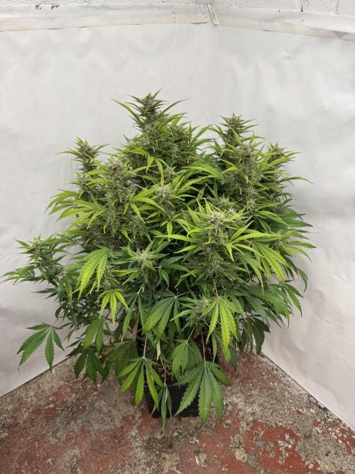 Glue Mode . Week 9