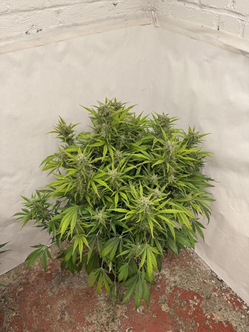 Glue Mode . Week 9