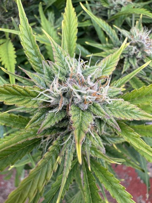 Glue Mode . Week 9