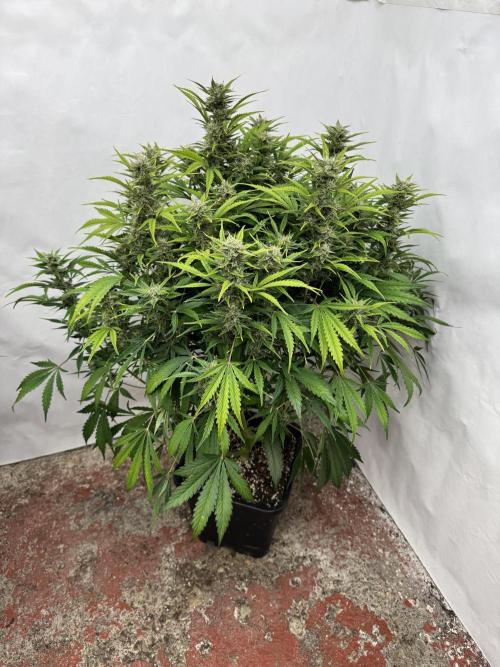 Glue Mode . Week 9