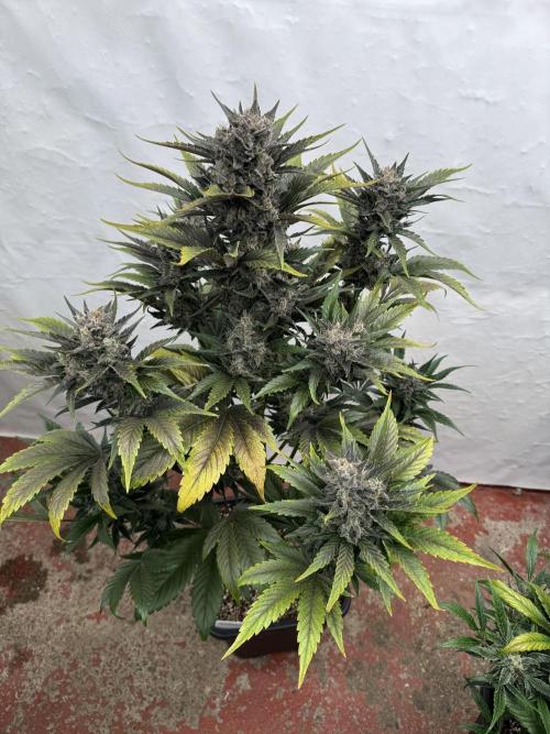 Bottle Bottoms ♻️. Week 9
