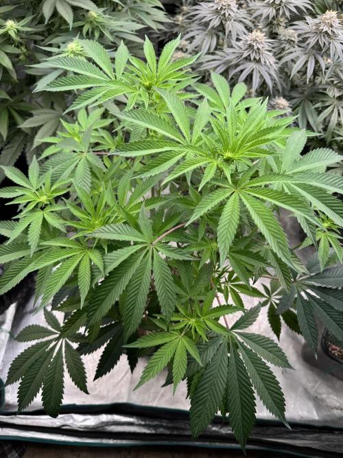 Acai x Black Cherry Funk. Week 9
