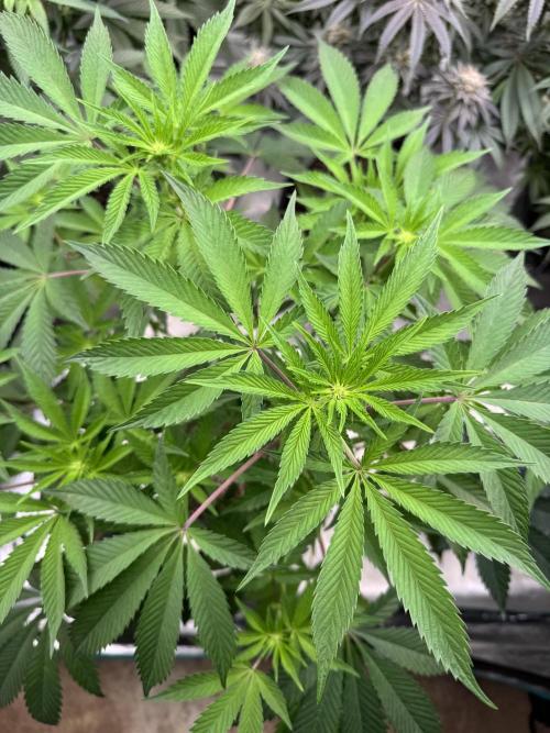 Acai x Black Cherry Funk. Week 9