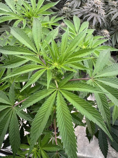 Acai x Black Cherry Funk. Week 9