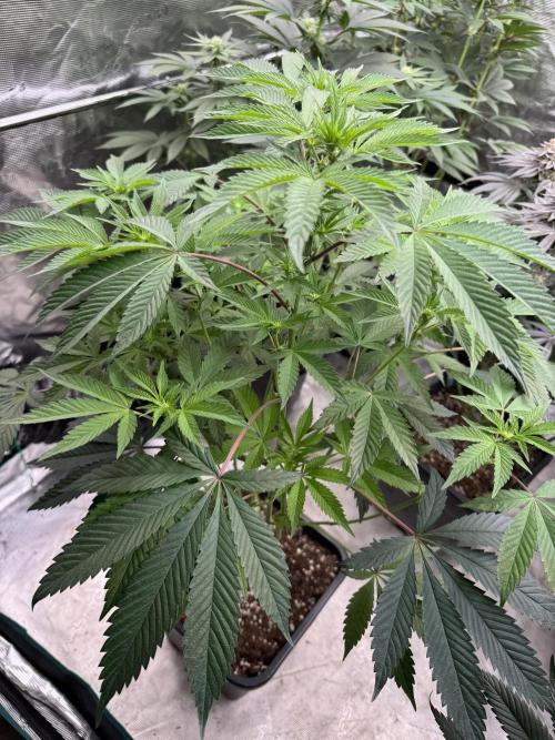 Acai x Black Cherry Funk. Week 9