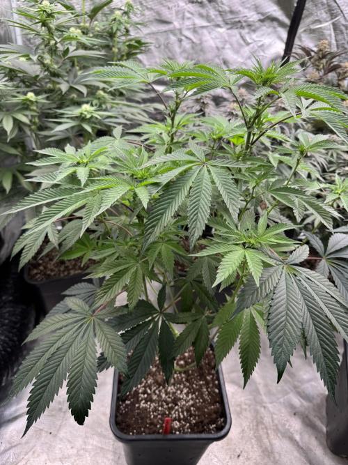 Acai x Black Cherry Funk. Week 9