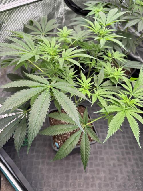 Old School 😶‍🌫️. Week 9