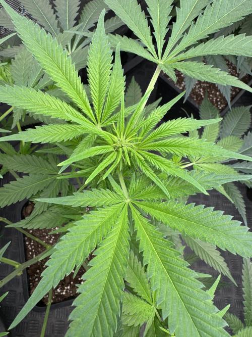 Old School 😶‍🌫️. Week 9