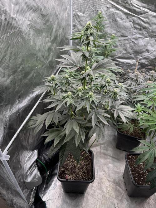 Gas Station ⛽️. Week 9