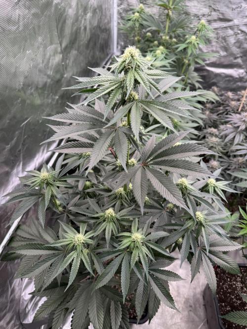 Gas Station ⛽️. Week 9