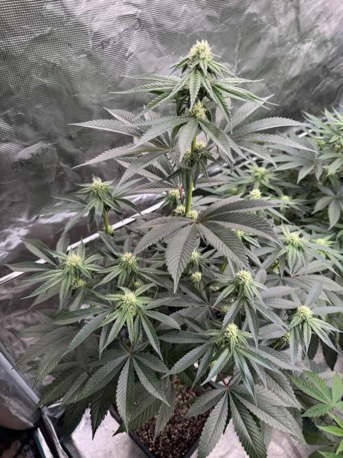 Gas Station ⛽️. Week 9