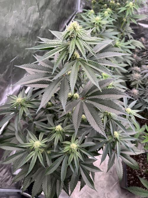 Gas Station ⛽️. Week 9