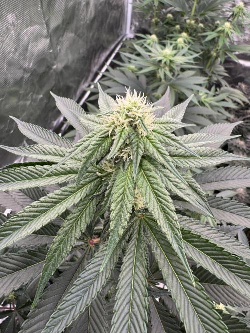 Gas Station ⛽️. Week 9