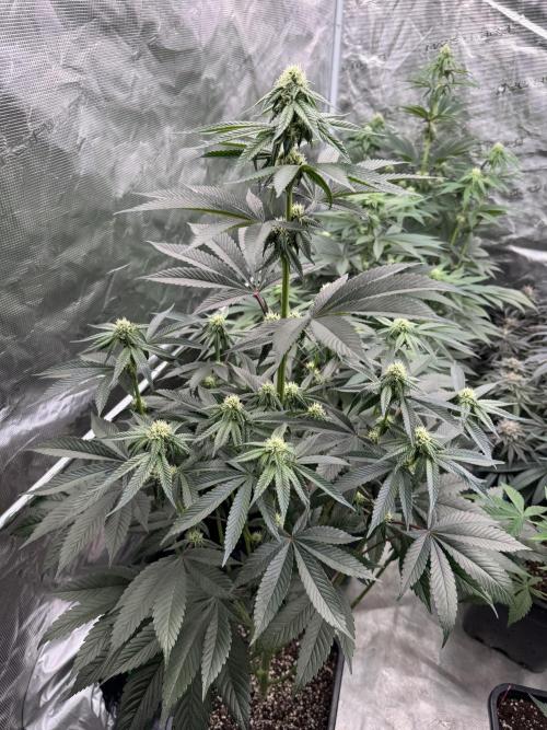 Gas Station ⛽️. Week 9