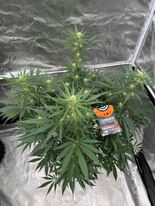 Sherbet Season 🌈. Week 9