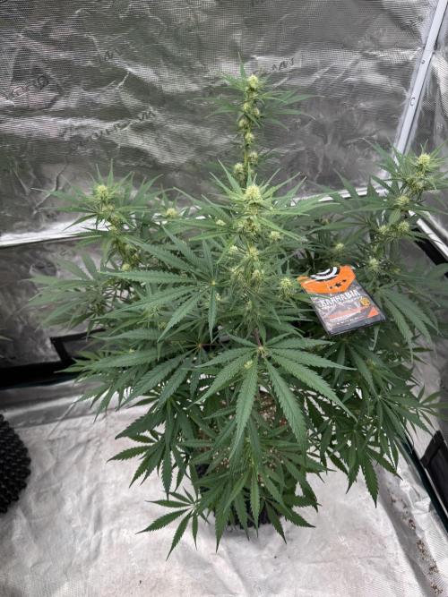 Sherbet Season 🌈. Week 9