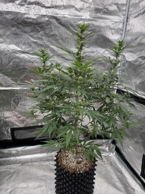 Sherbet Season 🌈. Week 9