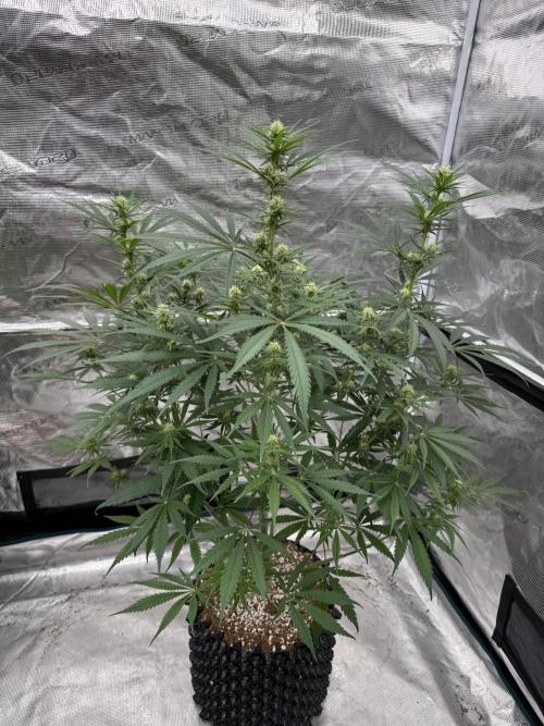 Sherbet Season 🌈. Week 9