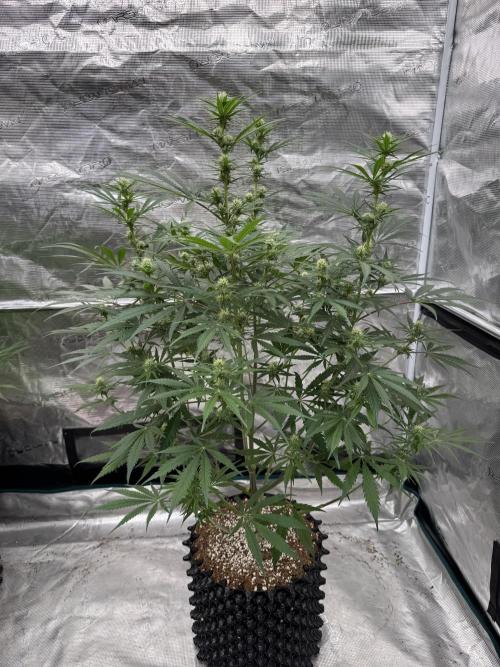 Sherbet Season 🌈. Week 9