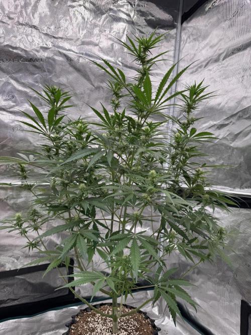 Sherbet Season 🌈. Week 9