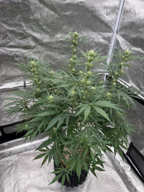 Sherbet Season 🌈. Week 9