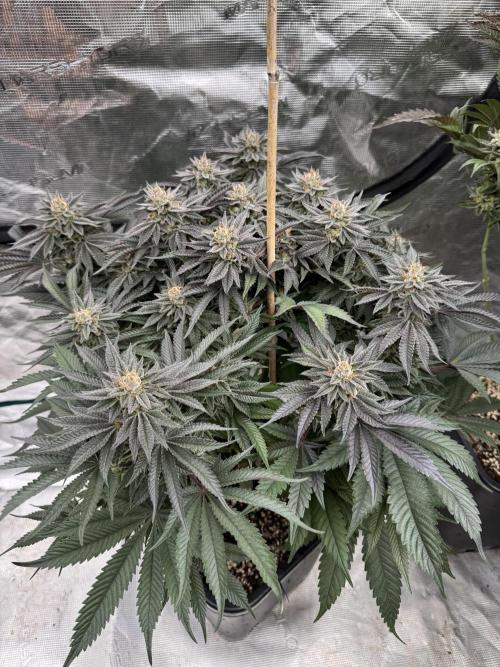 Doughnut Time 🍩. Week 14