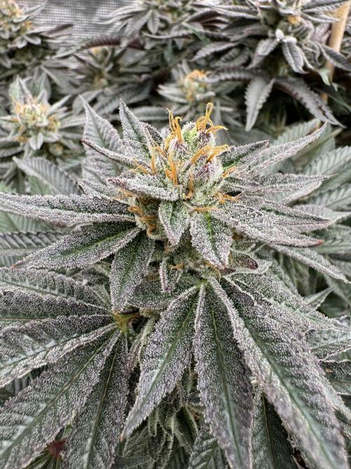 Doughnut Time 🍩. Week 14