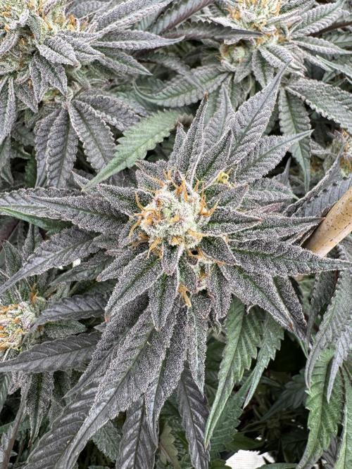 Doughnut Time 🍩. Week 14