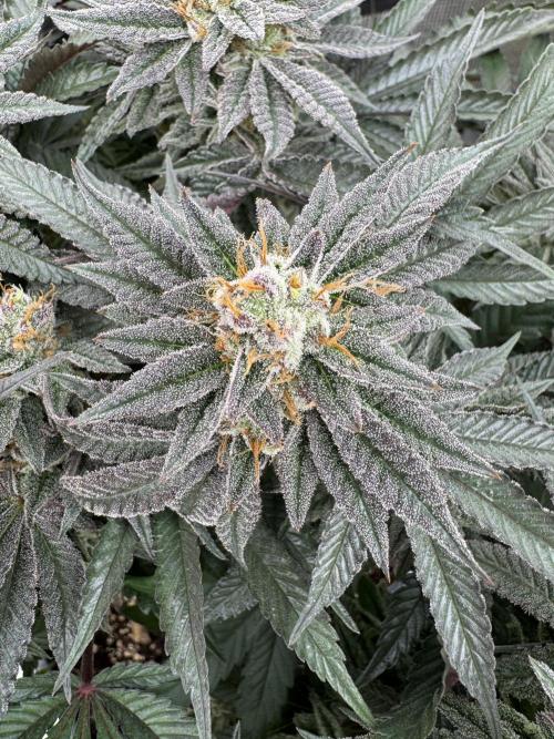 Doughnut Time 🍩. Week 14