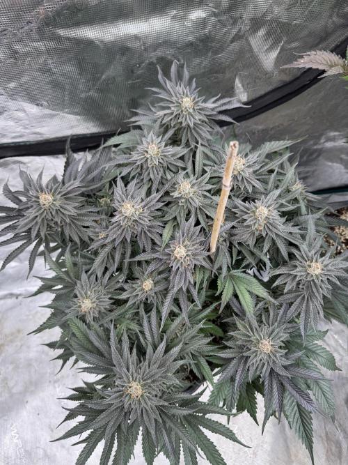 Doughnut Time 🍩. Week 14