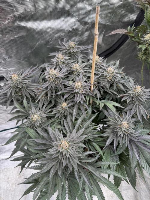 Doughnut Time 🍩. Week 14