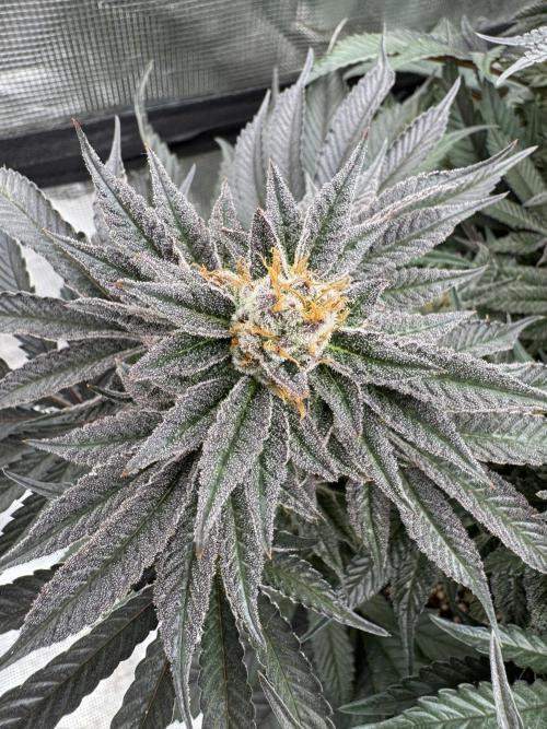 Doughnut Time 🍩. Week 14