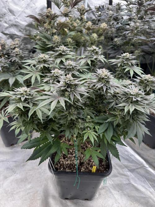 Golden sands 🏜️. Week 14