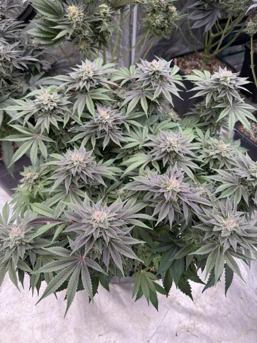 Golden sands 🏜️. Week 14