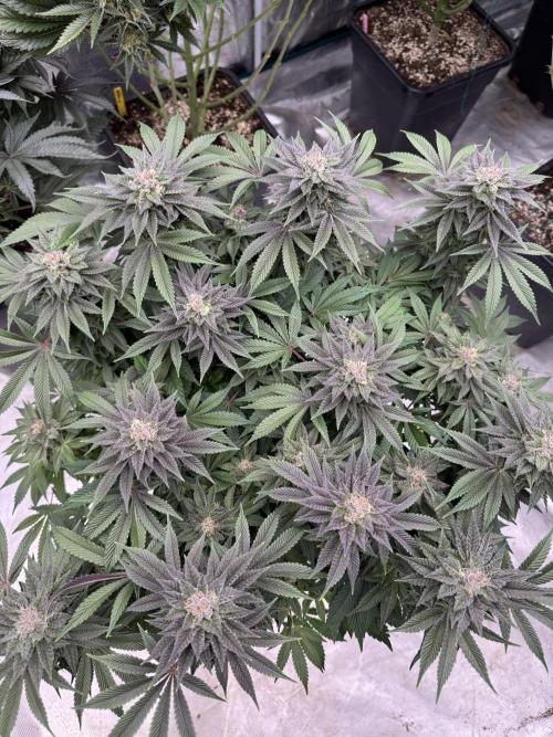 Golden sands 🏜️. Week 14