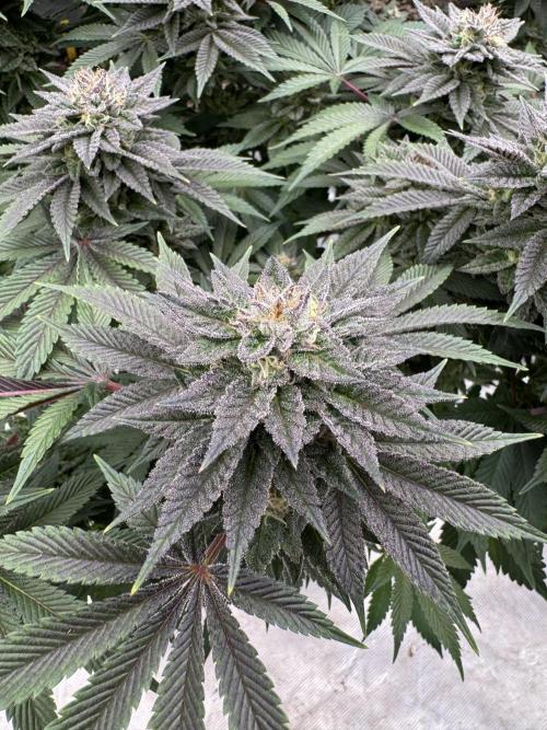 Golden sands 🏜️. Week 14