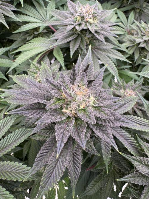 Golden sands 🏜️. Week 14