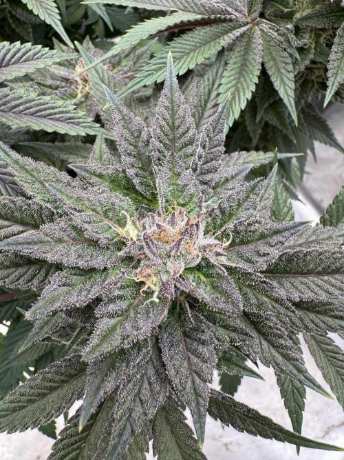 Golden sands 🏜️. Week 14