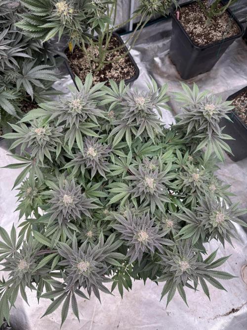 Golden sands 🏜️. Week 14