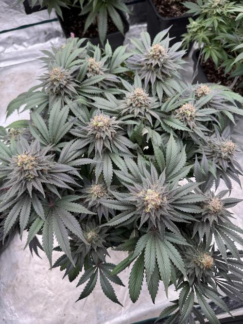 Brucy !. Week 14