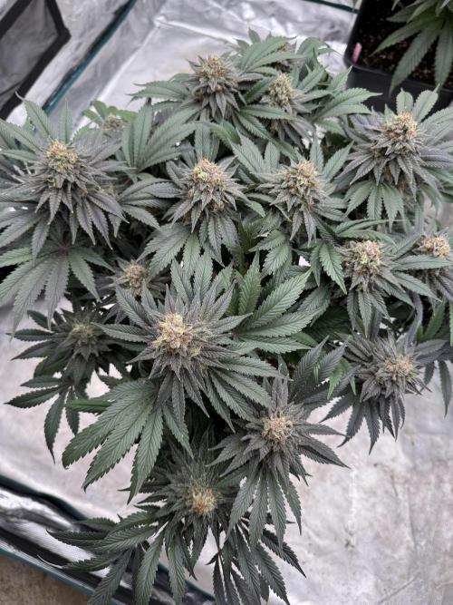 Brucy !. Week 14