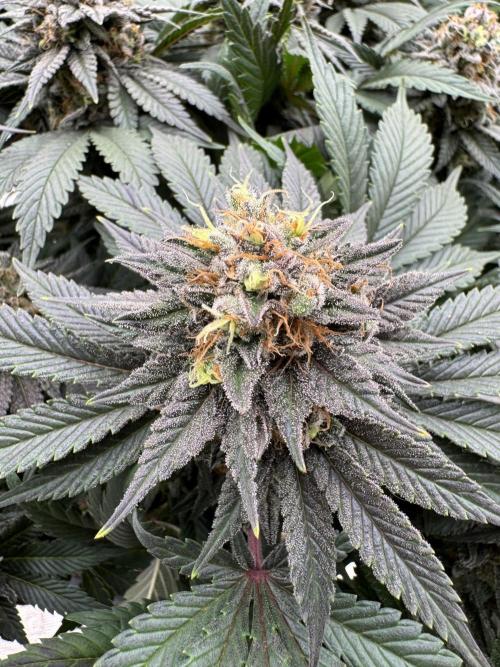 Brucy !. Week 14