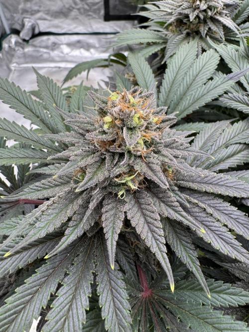 Brucy !. Week 14