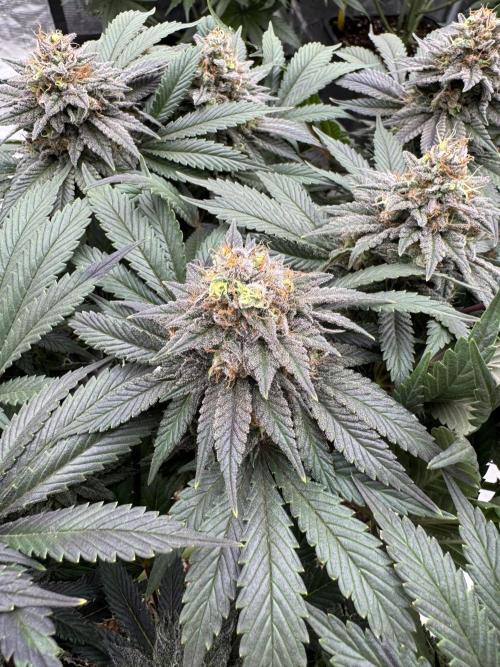 Brucy !. Week 14