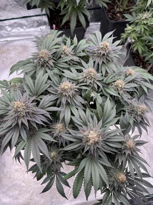 Brucy !. Week 14