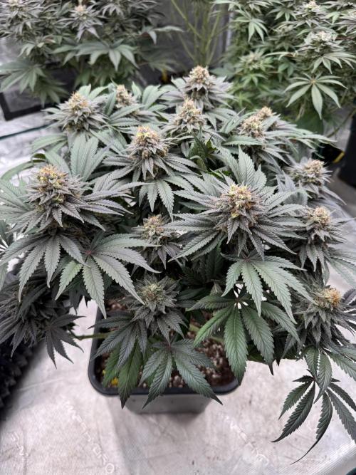 Brucy !. Week 14