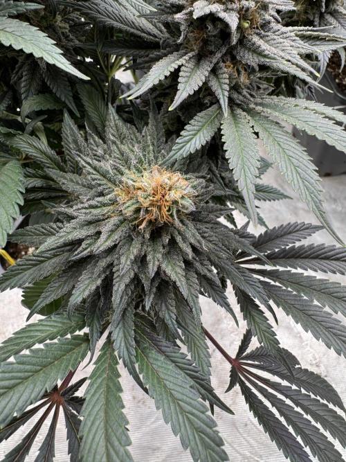 Brucy !. Week 14