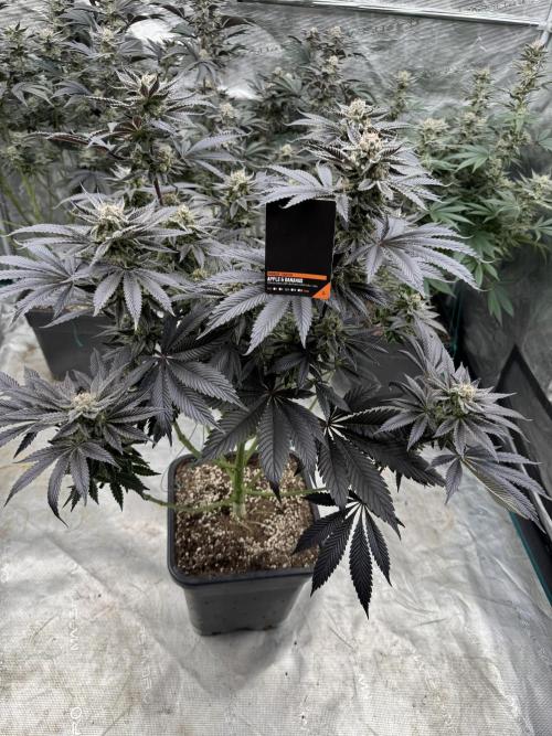 Tropical duo 🏝️. Week 14