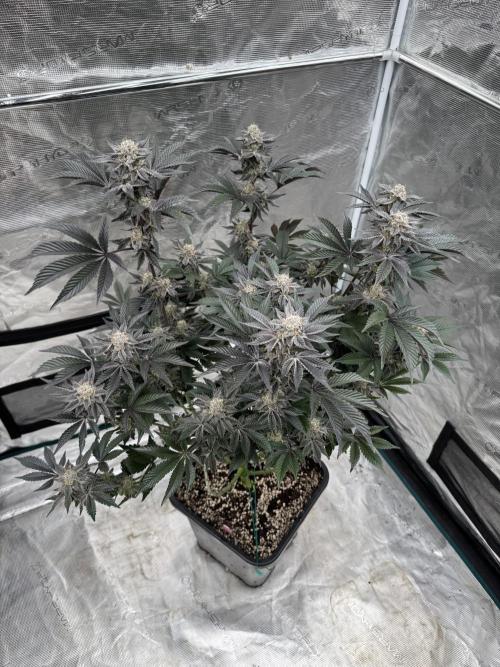 Da Valiotoro 🍦. Week 14