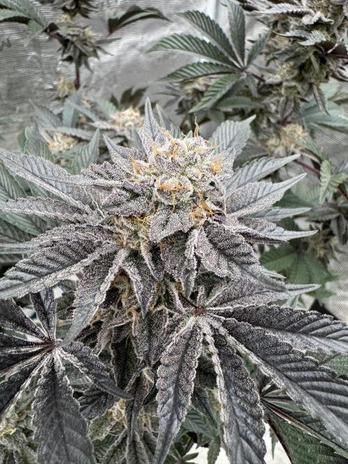 Da Valiotoro 🍦. Week 14